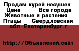Продам курей несушек › Цена ­ 350 - Все города Животные и растения » Птицы   . Свердловская обл.,Екатеринбург г.